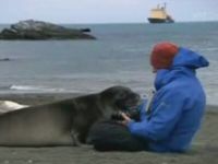 Seal Just Want to Cuddle