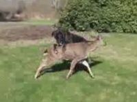 Deer and Dog Are BFF