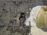 Rat Manages to Eat Ice Cream