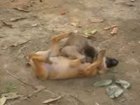 Monkey Wrestling with Dog