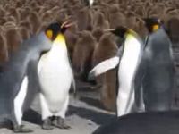 Penguin Slap Fight