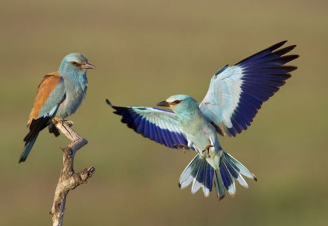 Amazing Photos of Birds