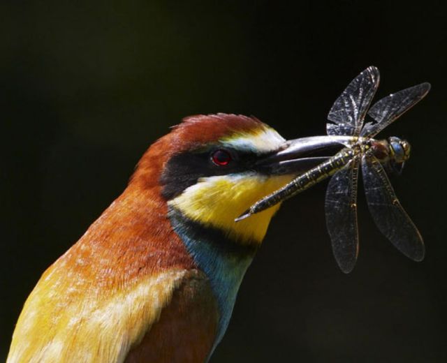 Amazing Photos of Birds