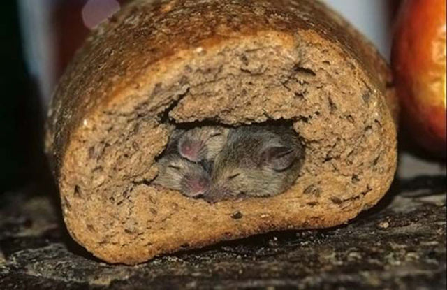 Funny Selection of ‘Inbread’ Animals