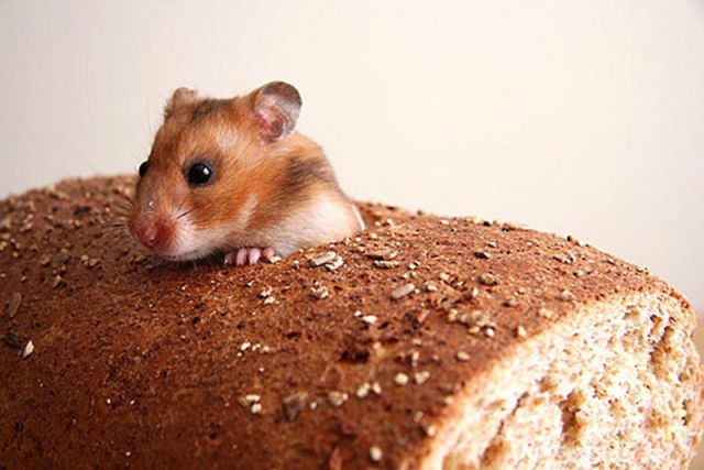 Funny Selection of ‘Inbread’ Animals
