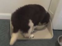 Dog Doesn’t Understand How to Use Bowl