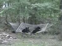 Just 2 Bears Enjoying a Hammock