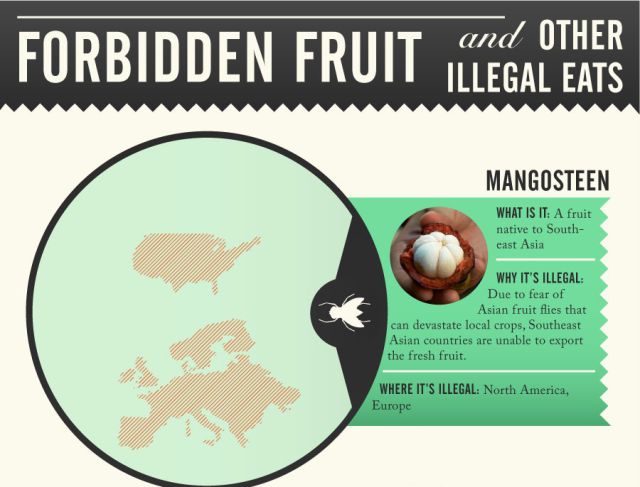 Dangerous and Illegal Foods Infographic