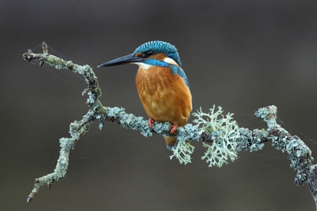 The Best Wildlife Photos for 2011