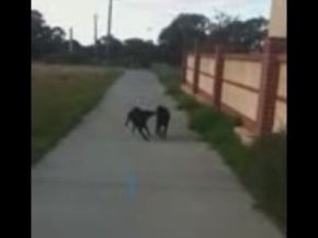 Dog Fetches Deaf Dog