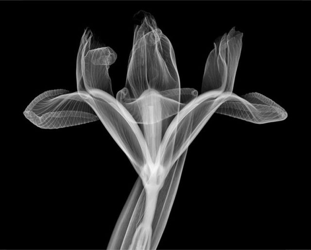 Amazing X-Ray Artwork