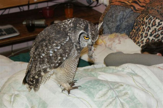 An Owl That Brings Gifts