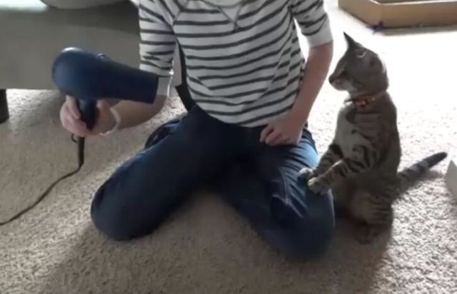Funny Cat vs Hairdryer [VIDEO]