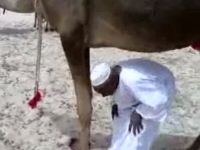 This Is Why You Shouldn’t Walk Under a Camel