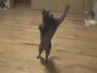 Cats Jumping in Slow Motion