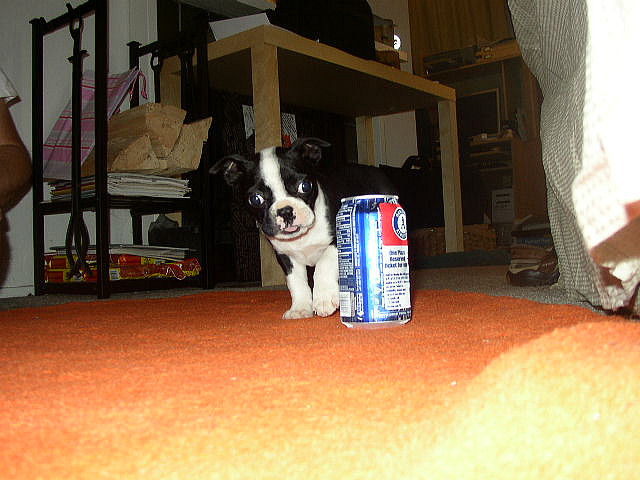 Soda Can Sized Puppies