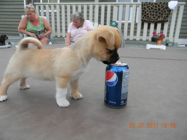 Soda Can Sized Puppies