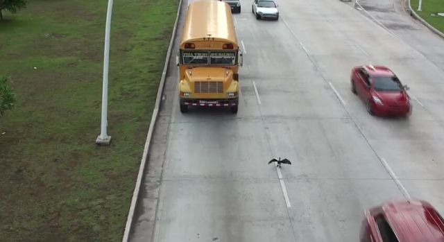 Will This Crazy Bird Cross the Highway Safely?