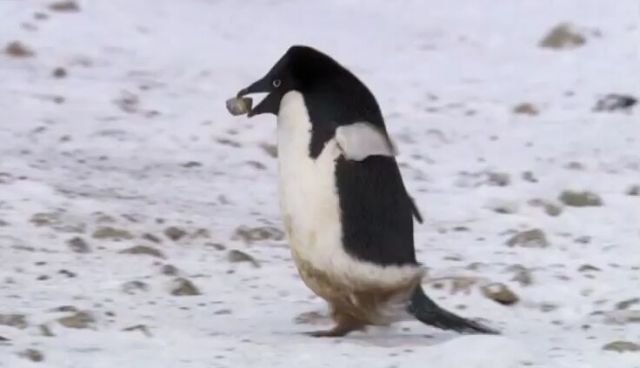 Scumbag Penguin
