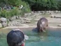 Hippo Makes the Show