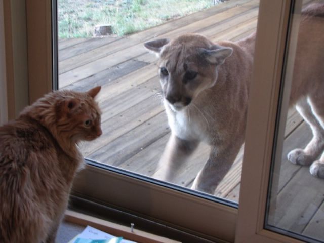 An Old Cat Facing a Young Mountain Lion