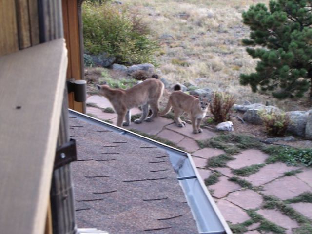 An Old Cat Facing a Young Mountain Lion