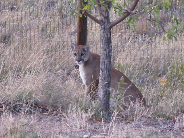 An Old Cat Facing a Young Mountain Lion