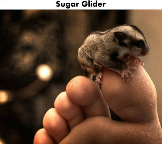 Tiny Cute Animals