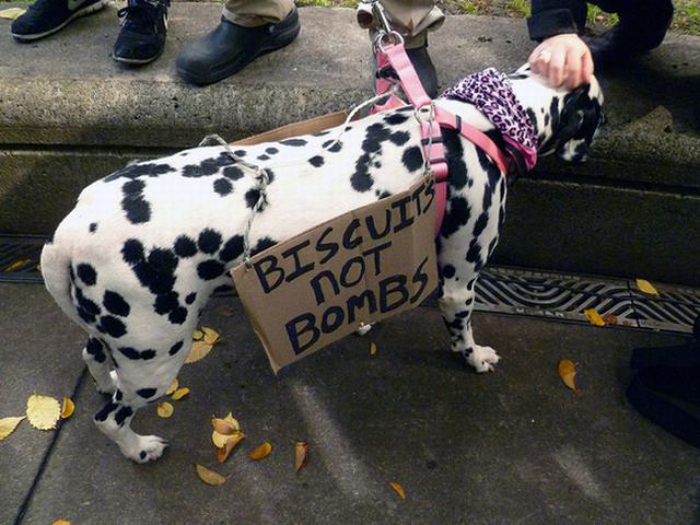 Occupy Wall Street Dog Protestors