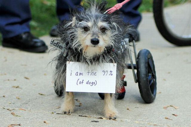 Occupy Wall Street Dog Protestors