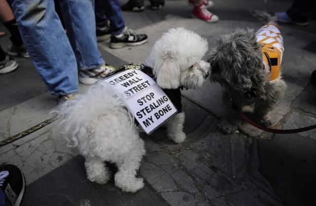 Occupy Wall Street Dog Protestors
