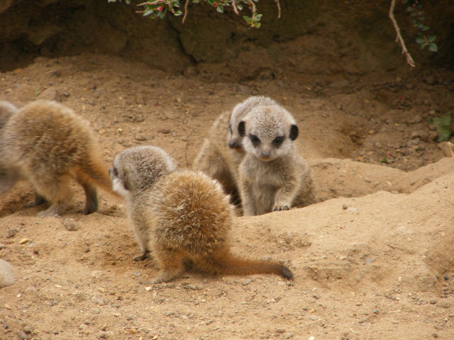 The Most Adorable Baby Meerkat Photos Ever Put Online
