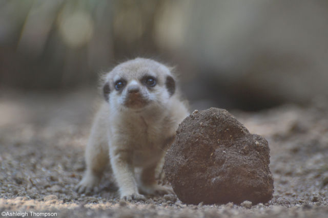The Most Adorable Baby Meerkat Photos Ever Put Online