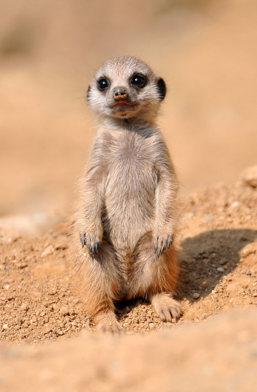 meerkat adorable ever put izismile