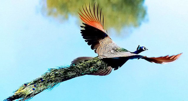 Beautiful Flying Peacock
