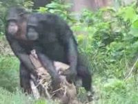 Funny and Cute Inseparable, Synchronized Chimps