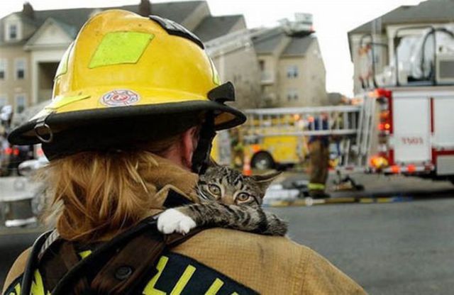 Touching Pictures of Rescued Animals