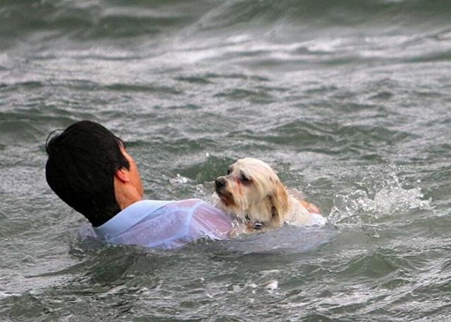 Touching Pictures of Rescued Animals