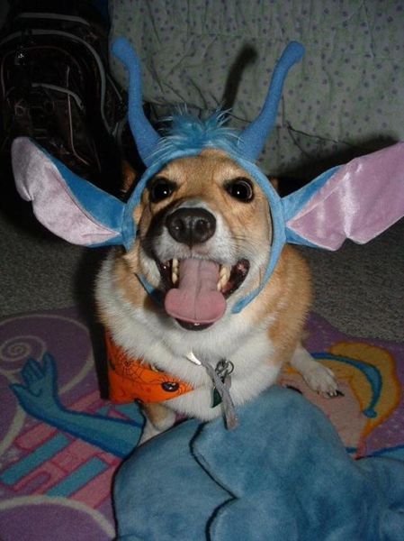 The Only Cute Corgi Halloween Costume Post