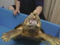 The Power of a Snapping Turtle's Jaws