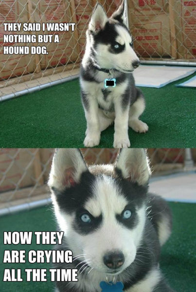 The Best of the Insanity Puppy Meme