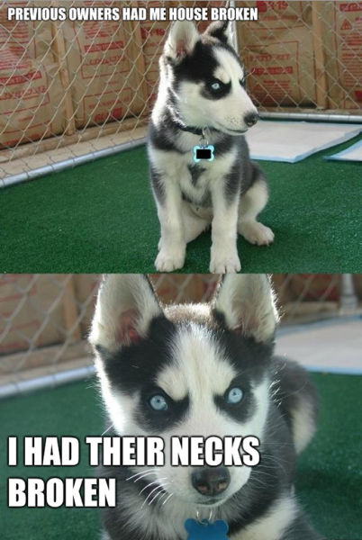 The Best of the Insanity Puppy Meme