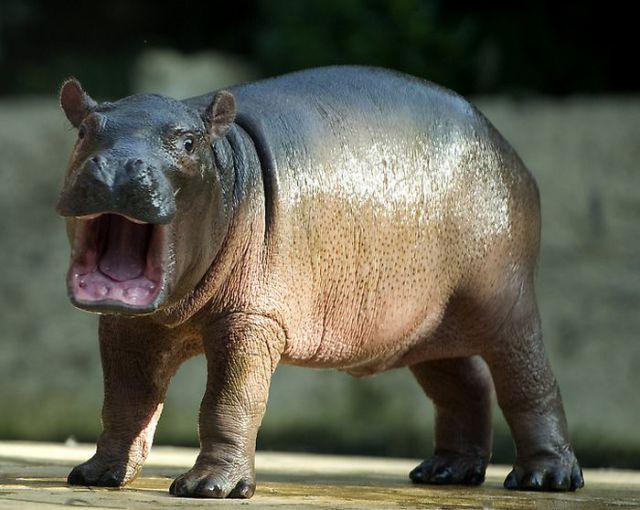 Cute Baby Hippo 17 Pics