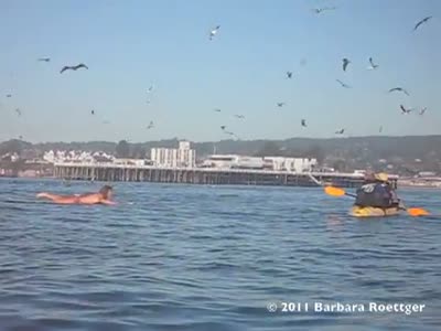 Female Surfer Almost Ended as Whale Food 