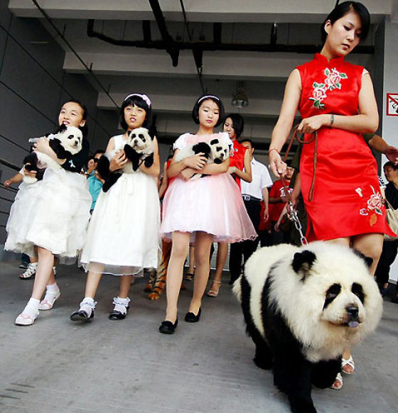 latest-craze-in-china-12-pics-izismile