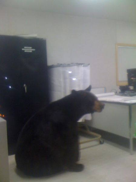 Bearly Acceptable Work Environment