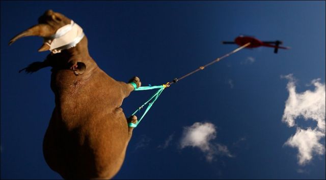 The Flying Rhino