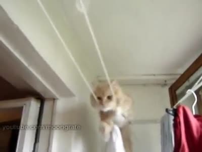 Cat Thinks He’s an Acrobat 