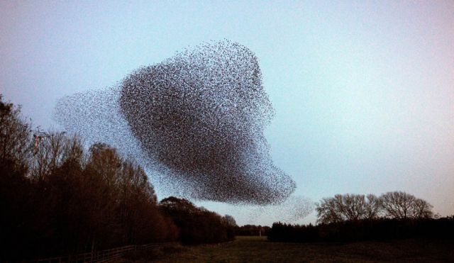 Starlings Dancing in the Skies of Scotland