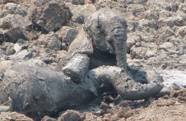 The Dramatic Rescue of Elephants from a Muddy Grave